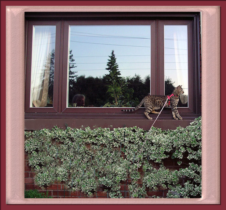 Bengal Cat Climbing on the Window Ledge 