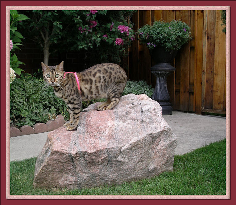 Bengal Cat With Rosettes On Large Boulder her name is Lucy Law