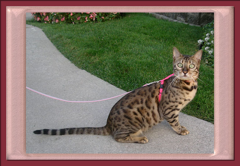 Beautiful Rosette Bengal Cat posing with her Pink Harness and Leash 