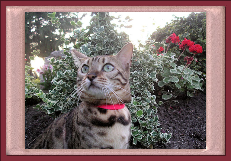 Bengal Cat Beautiful Rosettes in Garden with Looking at Bird 