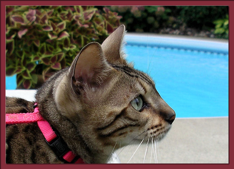 Bengal Cat Profile 