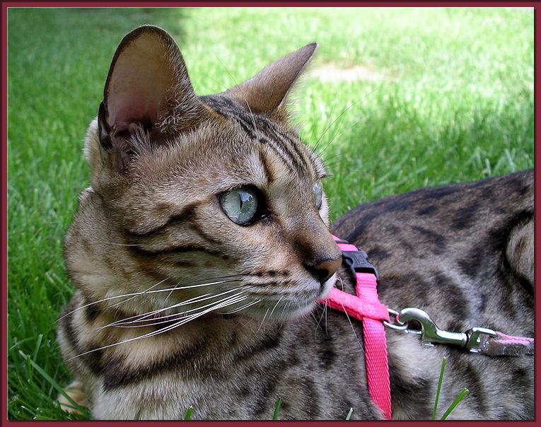 Bengal Cat Profile of Face