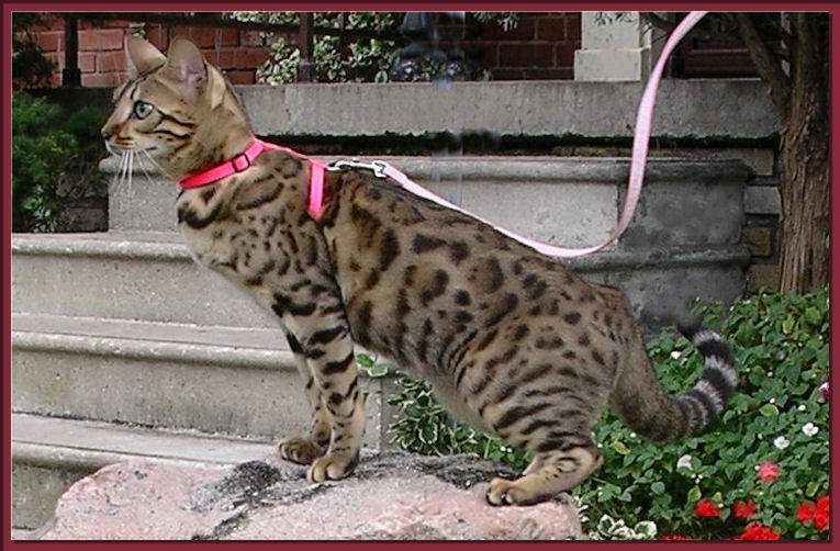 Bengal Cat Profile of Face and Body