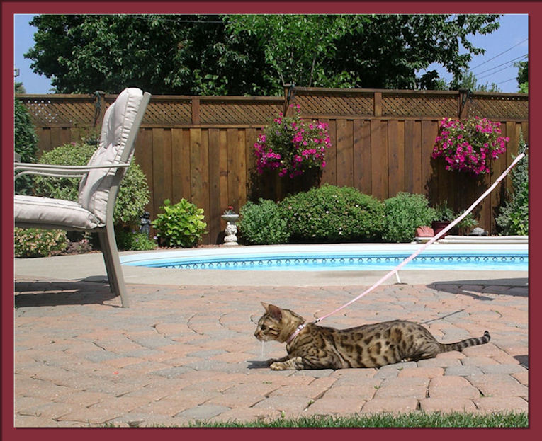 Bengal Cat Getting Ready to Pounce 