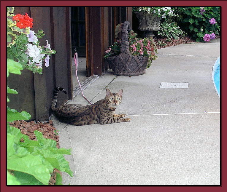 Bengal Cat Captivated by Birds 