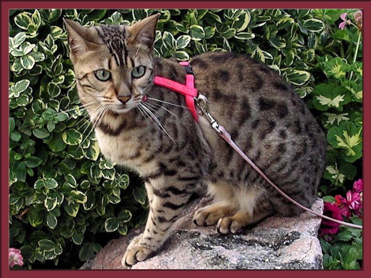 Bengal Cat Rosettes 