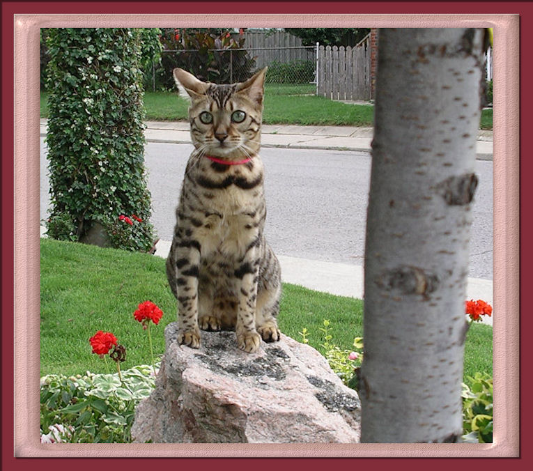 This Beautiful Bengal Cat is Lucy Law 