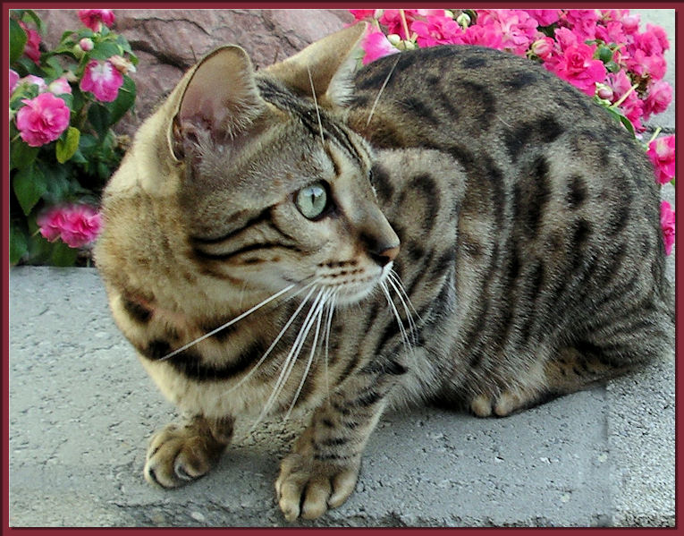 Bengal Cat