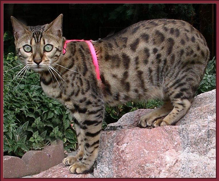 bengal cat price range