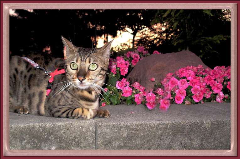 Bengal Cat