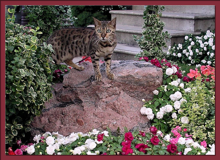 Bengal Cat Stalking 