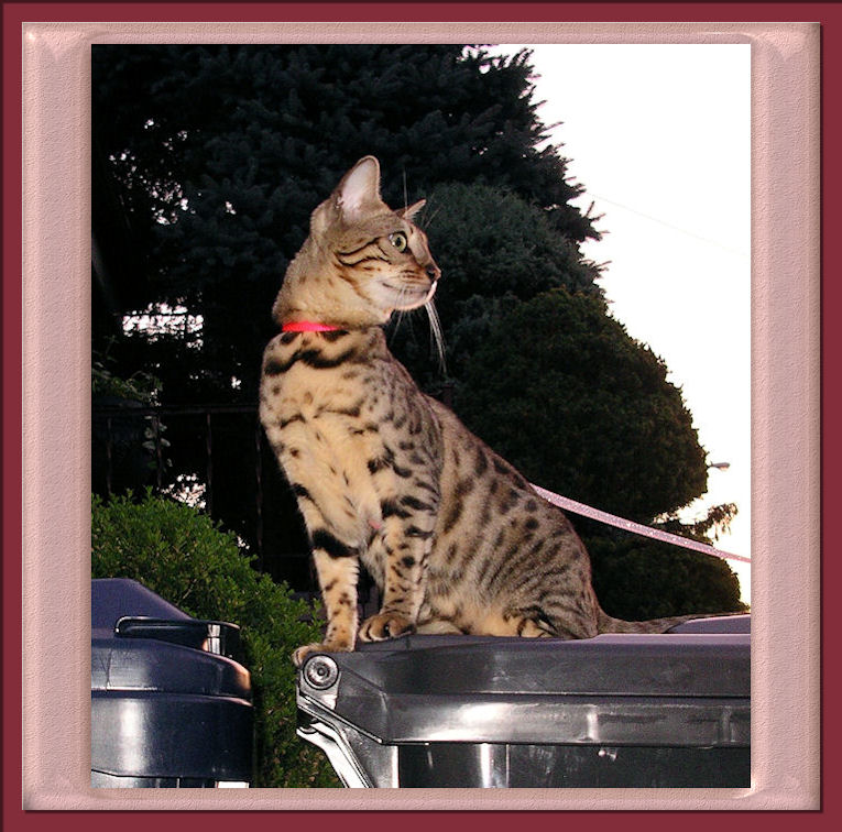 Bengal Cat Always Curious Watching Everything and Fixated on Lady in Blue Dress 