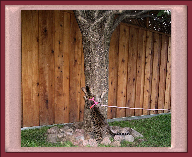 Bengal Cat Beginning to Climb a Tree for the First Time 