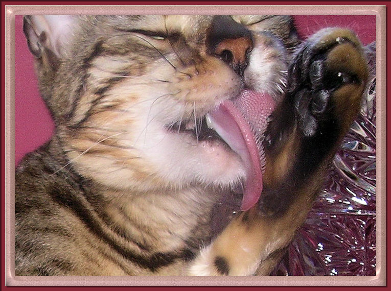 Bengal Cat Tongue