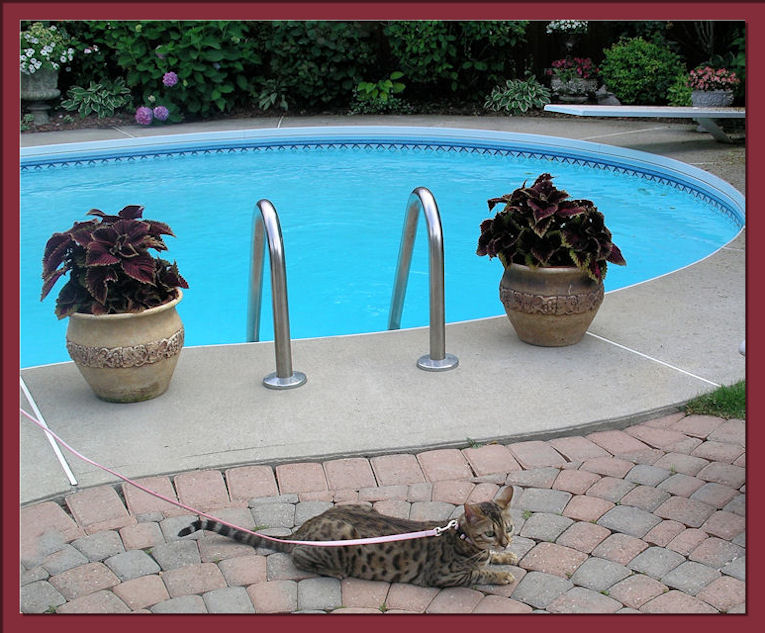 Bengal Cat With Leash Relaxing Outside 