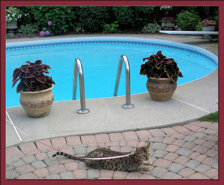 Bengal Cat With Leash Relaxing Outside 