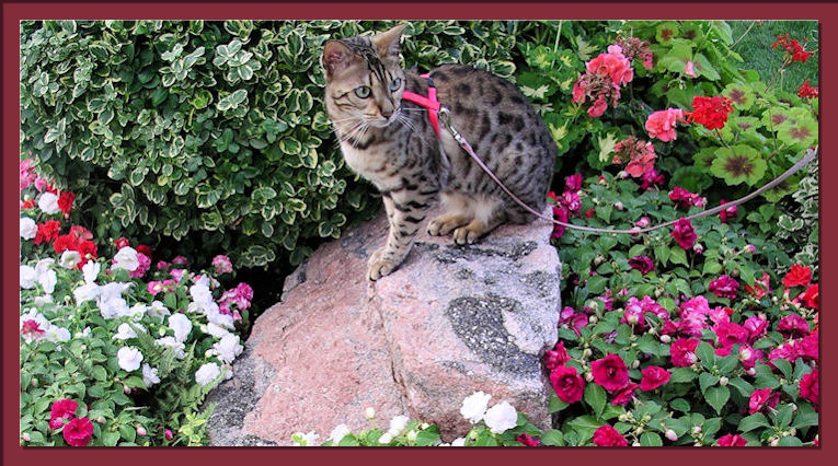 Bengal Cat Outdoors with Flowers 