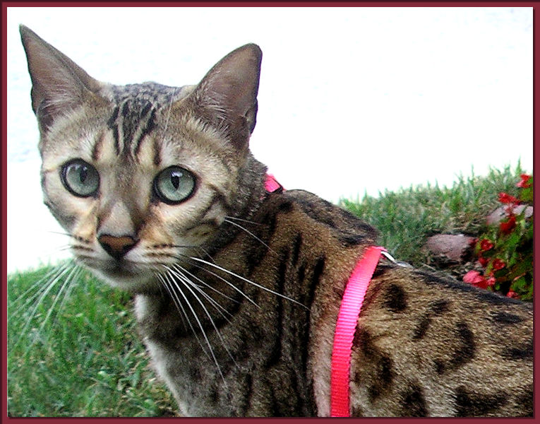 Bengal Cat With Harness