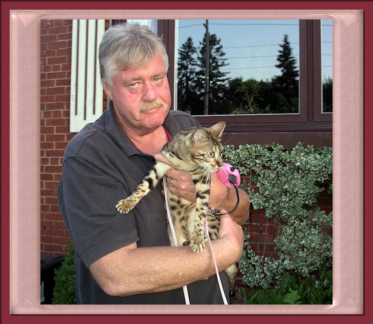 Bengal Cat Outdoors Being Held With Her Leash 