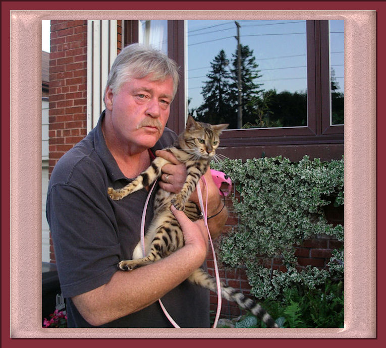 Bengal Cat Outside With Harness and Leash 