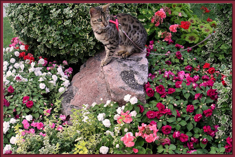 Bengal Cat With Plants