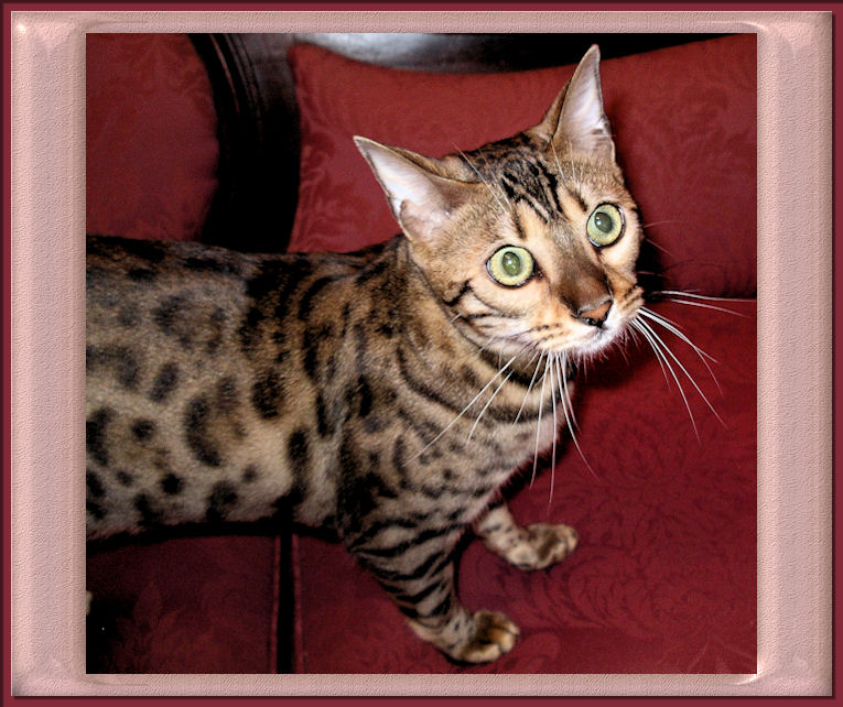 Bengal Cat