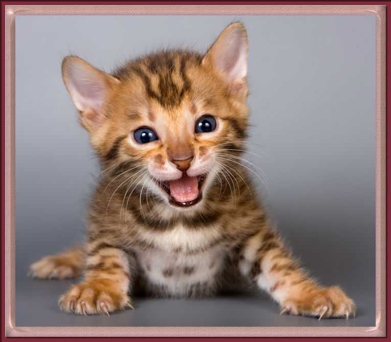 cute bengal kittens wallpaper