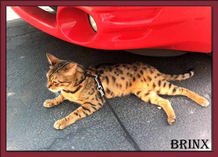 Bengal Cat Brinx