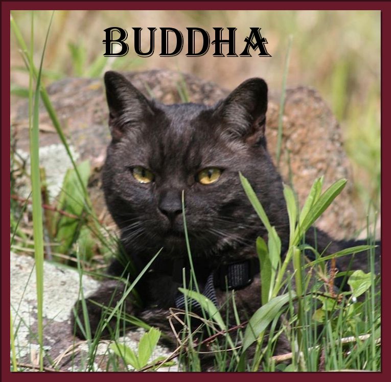 Buddha