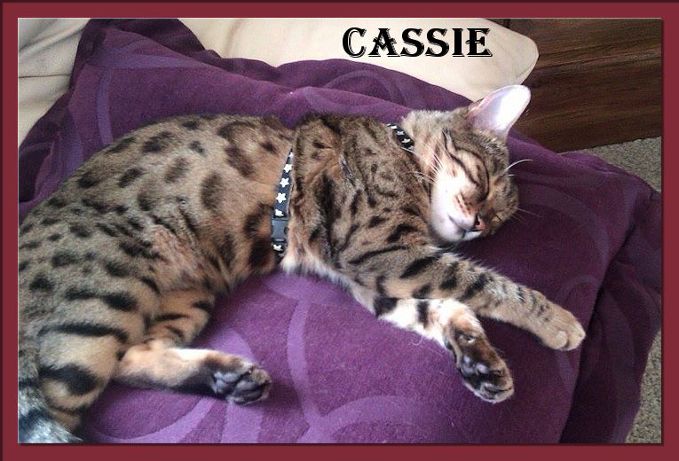 Bengal Cat Cassie