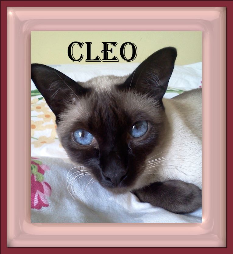 Cleo