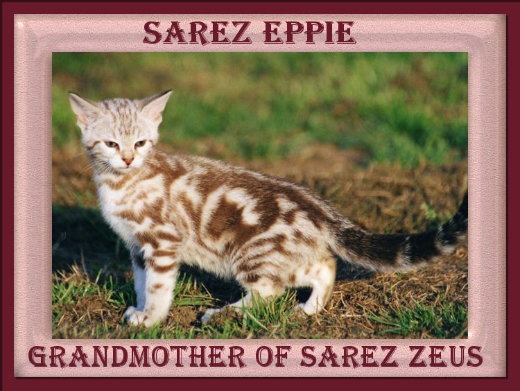F2 Snowmarble Sarez Eppie Grandmother of Zeus the Bengal Cat