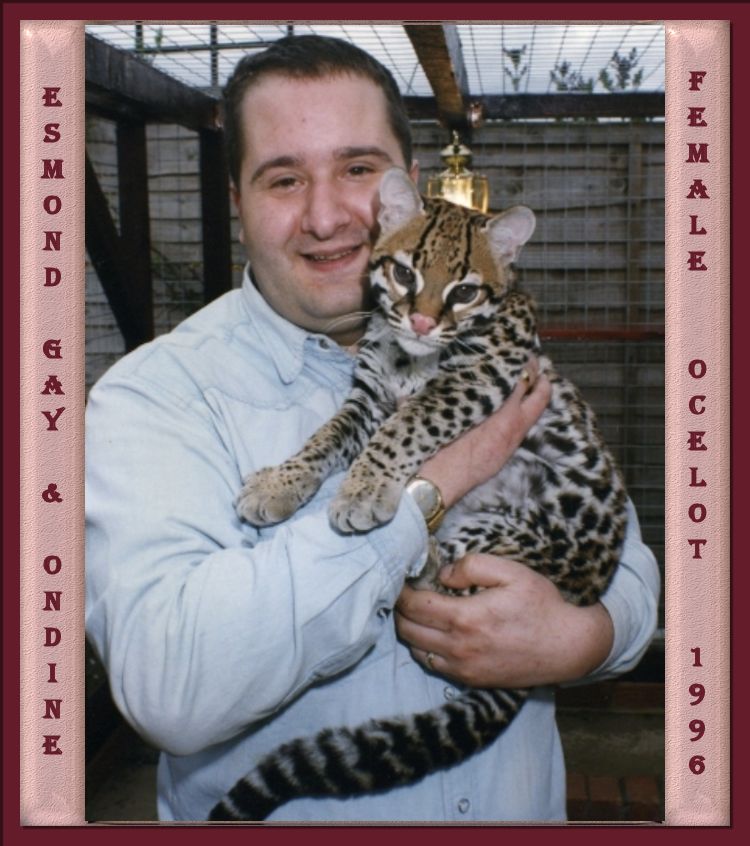 Esmond Gay and Ondine, Female Ocelot