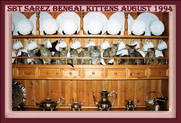Esmond Gay's SBT Sarez Bengal Kittens
