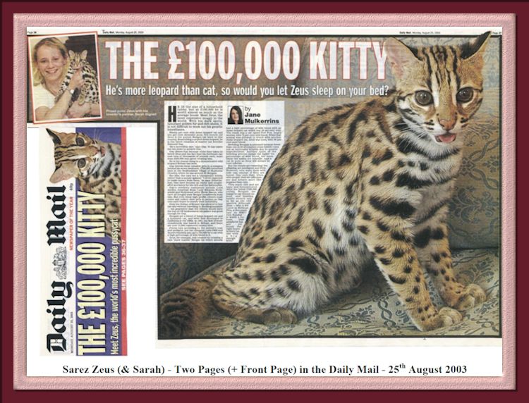 Zeus the World's Most Expensive Bengal Cat