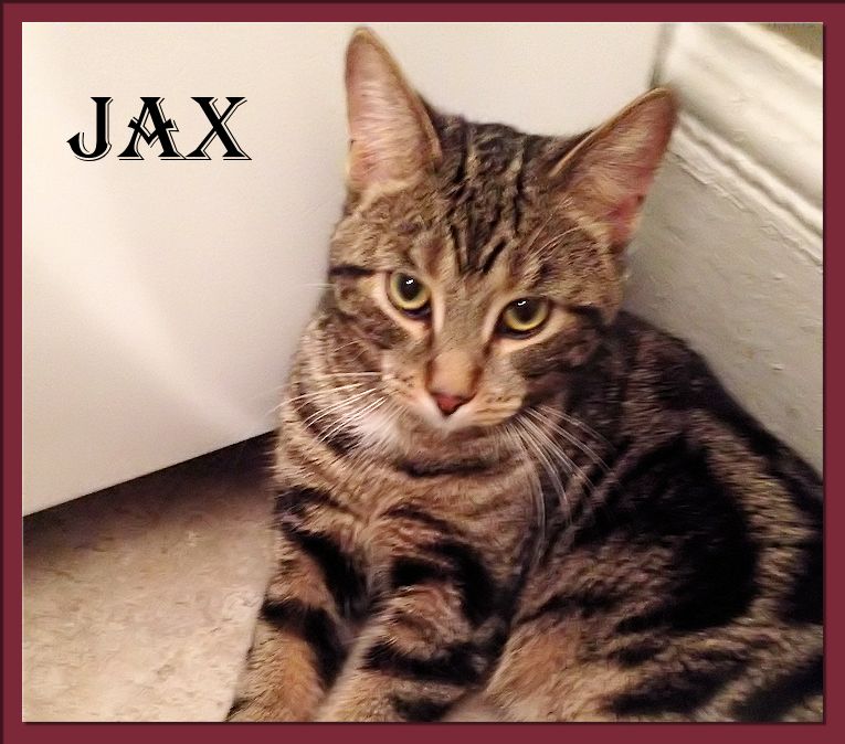 Bengal Cat Jax