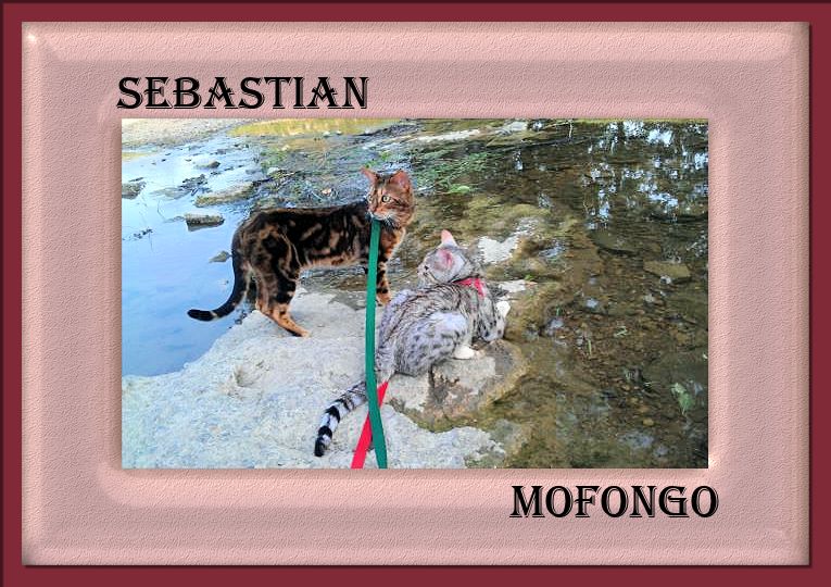 Bengal Cats Sebastion and Mofongo