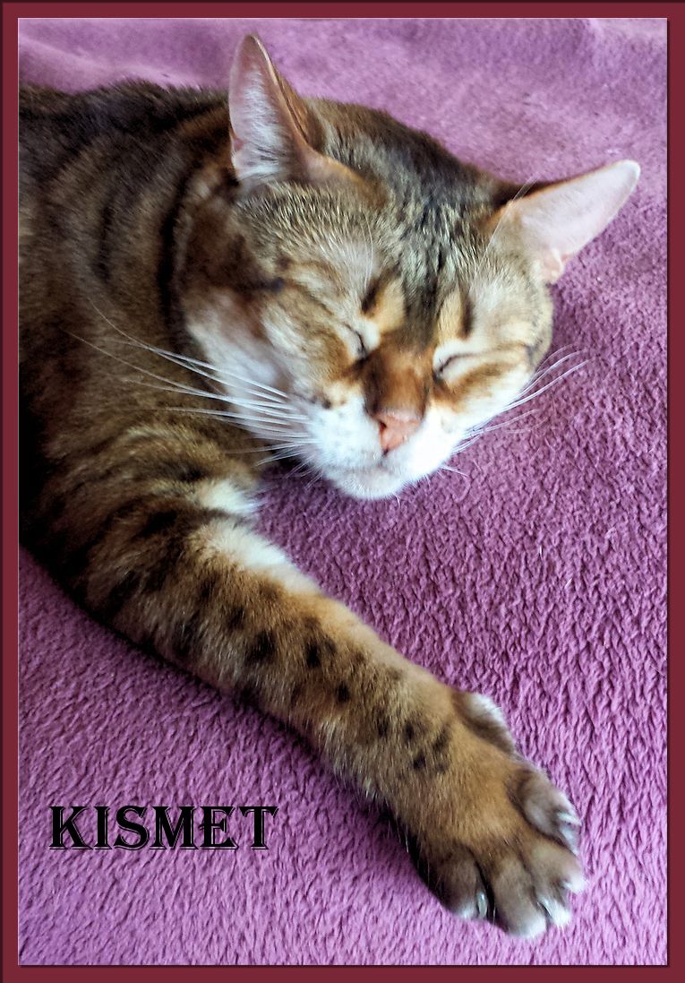 Bengal Cat Kismet