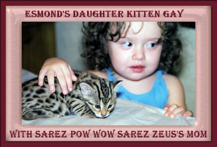 Pow Wow the mother of Zeus the Bengal Cat with Kitten Gay daughter of Esmond Gay