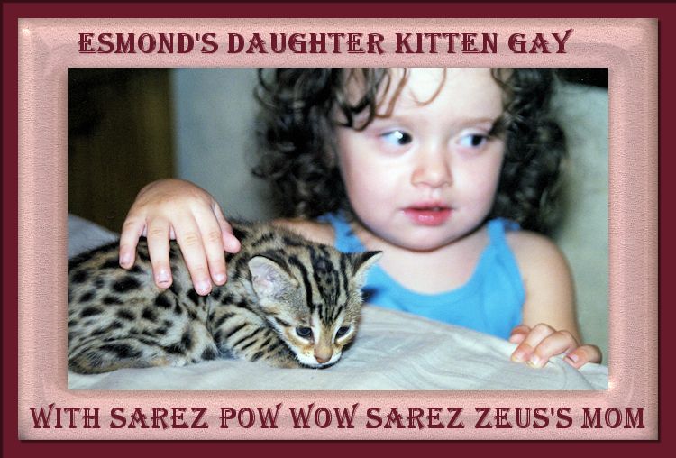 Pow Wow the mother of Zeus the Bengal Cat with Kitten Gay daughter of Esmond Gay