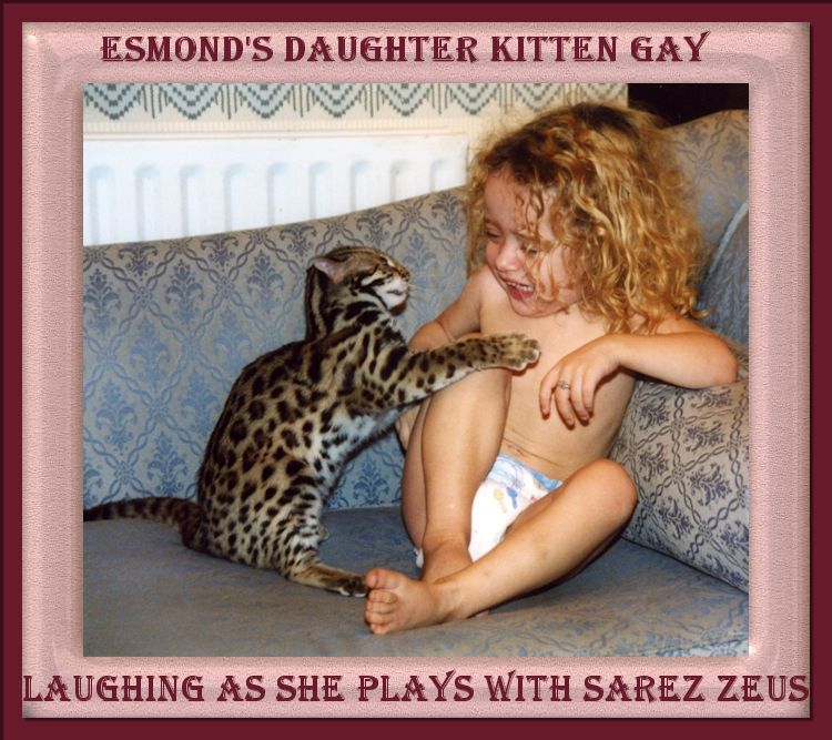 Zeus the Bengal Cat with Esmond Gay's Daughter Kitten Gay