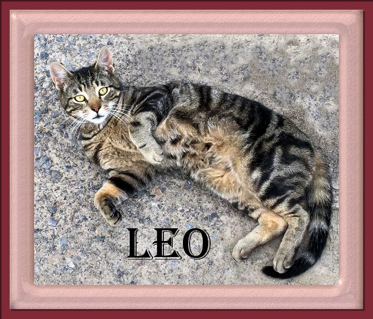 Leo