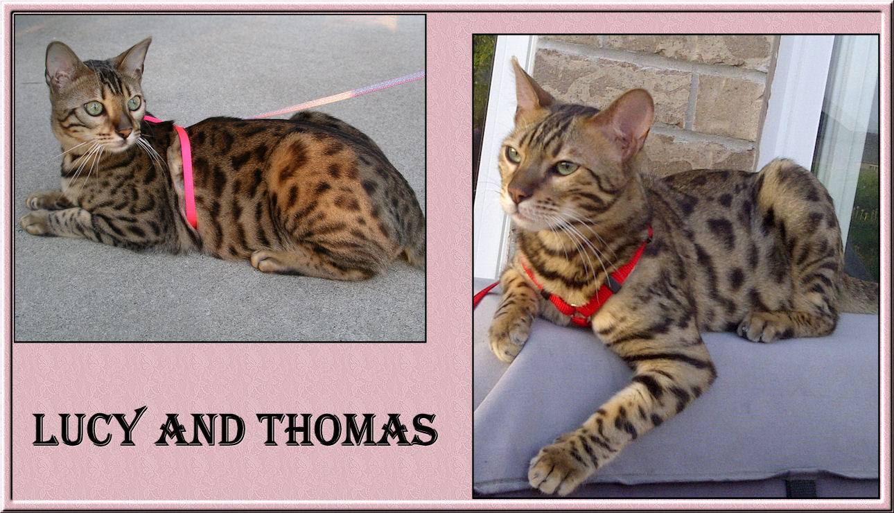 Bengal Cat Lucy Law and Thomas
