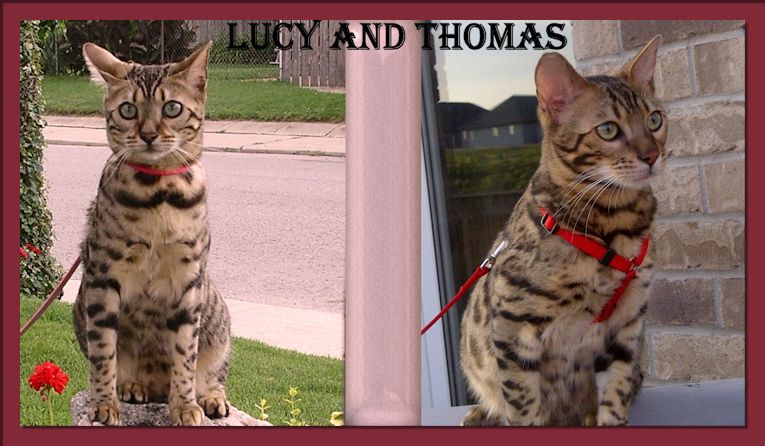 Bengal Cat Lucy Law and Thomas
