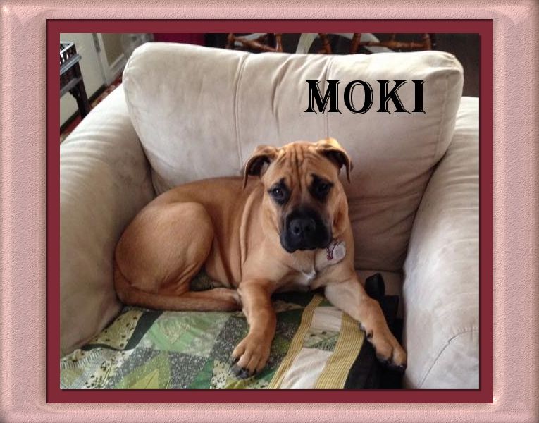 Bullmastiff Moki