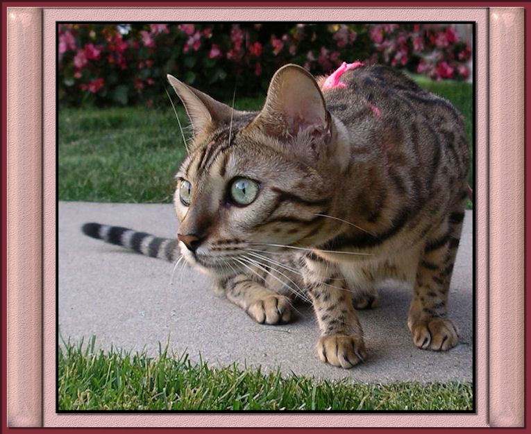 Most Expensive Cat BreedBengal Cat