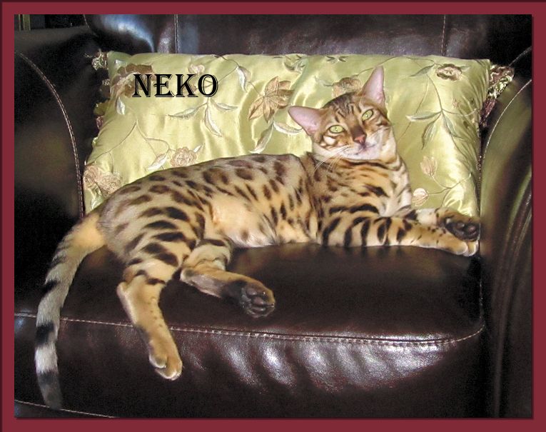 Bengal Cat Neko