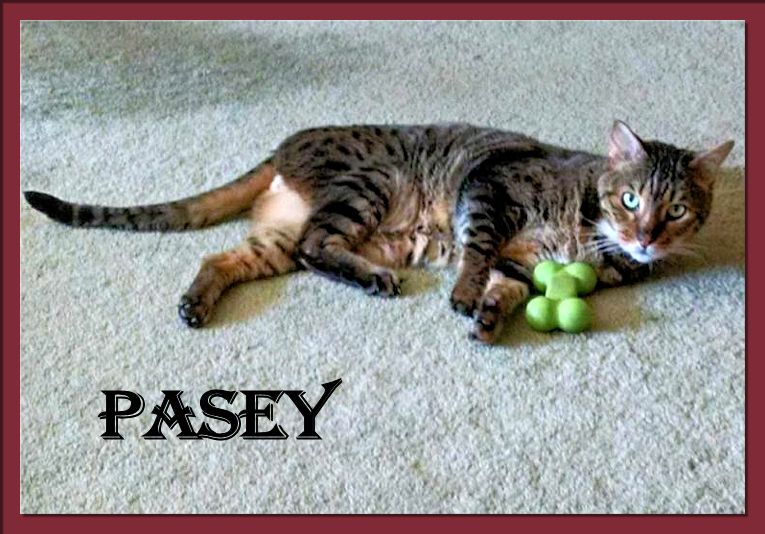 Bengal Cat Pasey