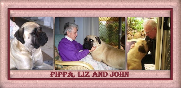 Bullmastiff Pippa from Australia