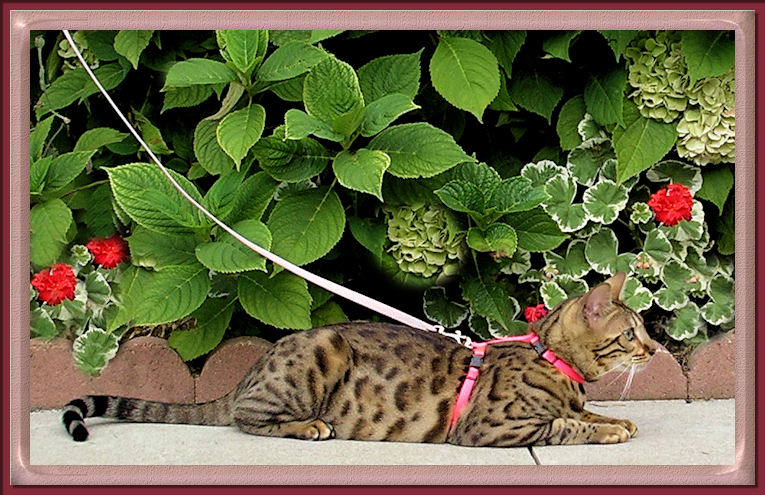 Bengal Cat